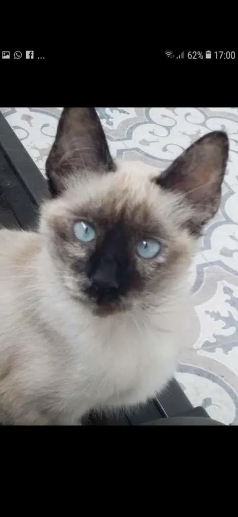 Gato raça siamesa idade 2 a 6 meses nome Ricota