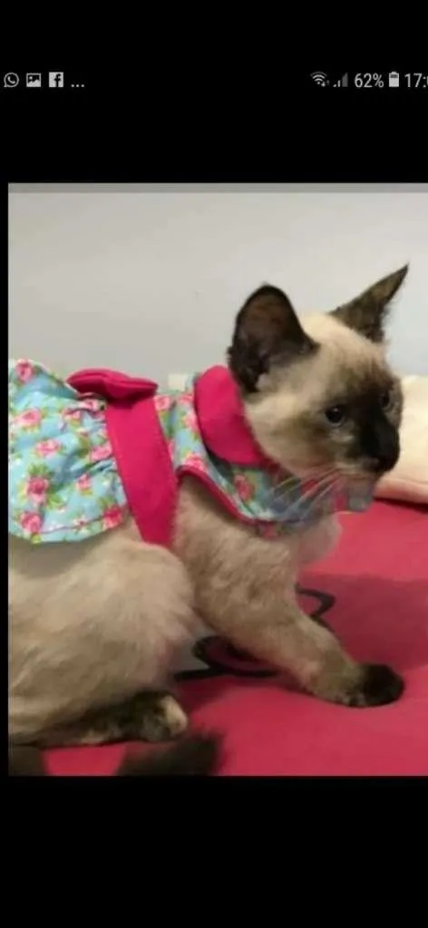 Gato raça siamesa idade 2 a 6 meses nome Ricota