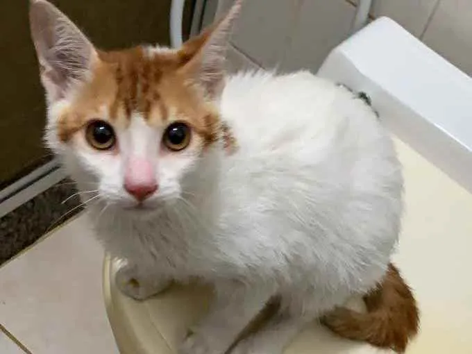 Gato ra a SRD idade 2 a 6 meses nome Pantufas