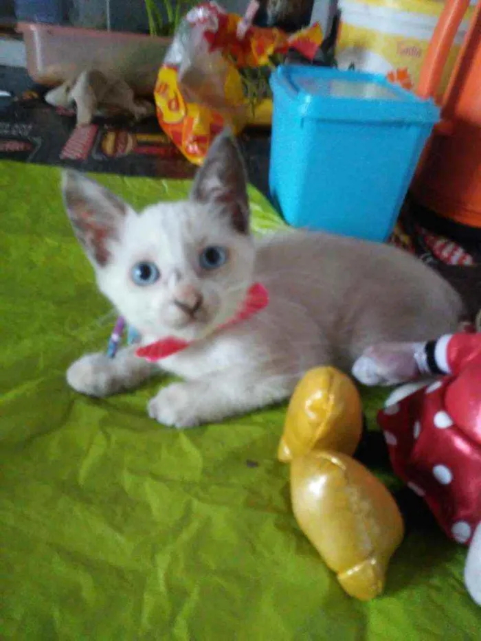Gato ra a Comum idade 2 a 6 meses nome Poly