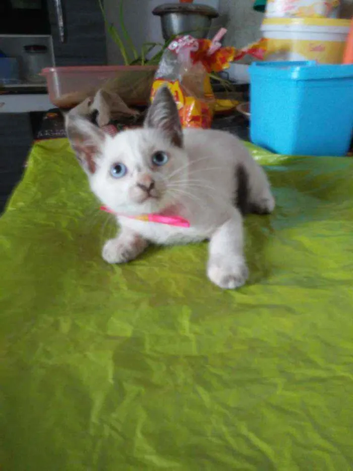 Gato ra a Comum idade 2 a 6 meses nome Poly
