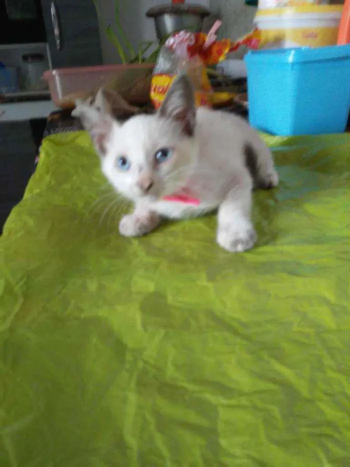 Gato ra a Comum idade 2 a 6 meses nome Poly