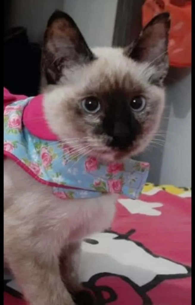 Gato raça siamesa idade 2 a 6 meses nome Ricota