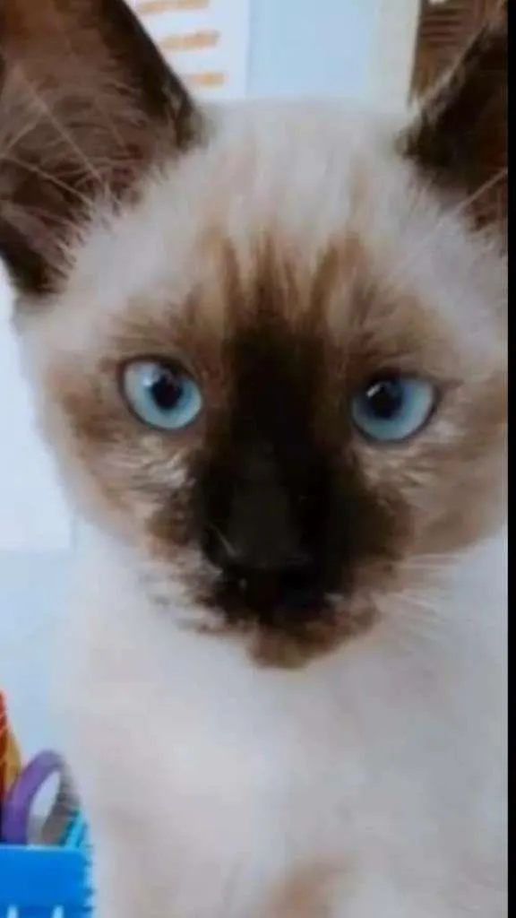 Gato raça siamesa idade 2 a 6 meses nome Ricota