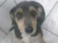 Menina