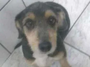 Cachorro raça Vira lata idade 6 ou mais anos nome Menina