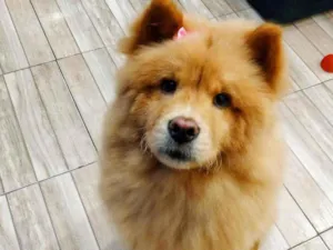 Cachorro raça Chow Chow idade 3 anos nome Liz