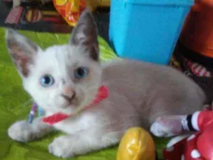 Gato raça Comum idade 2 a 6 meses nome Poly