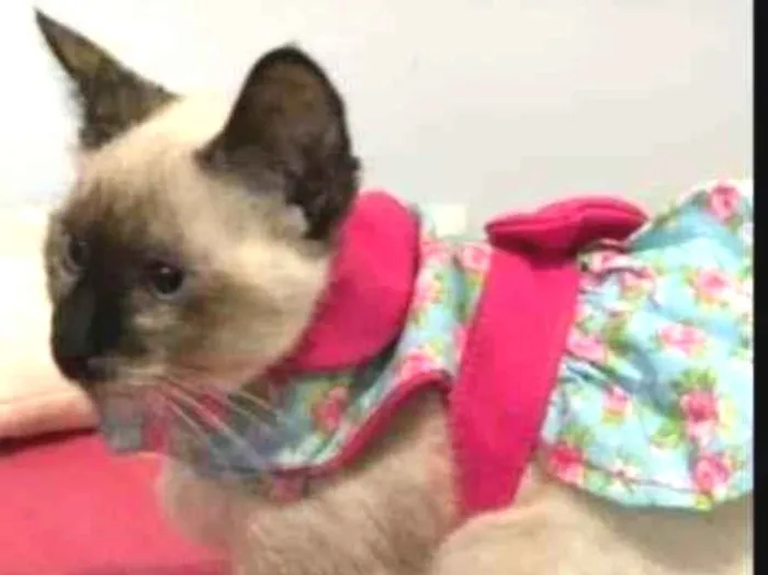 Gato raça siamesa idade 2 a 6 meses nome Ricota