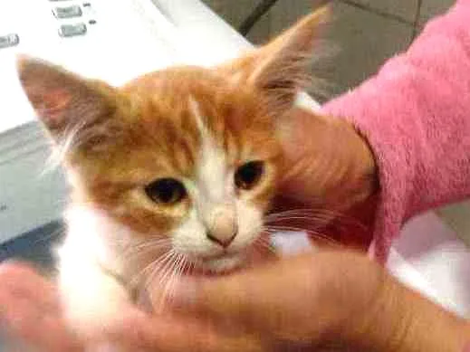Gato ra a Sem raça definida idade Abaixo de 2 meses nome Sem nome