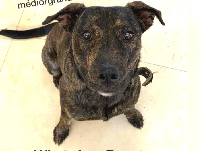 Cachorro ra a SRD idade  nome Onde estã meus don?!