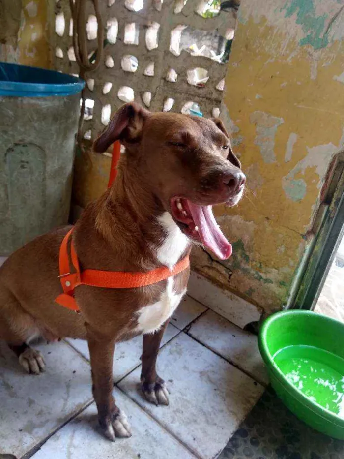 Cachorro ra a Indefinida idade 2 anos nome Vários