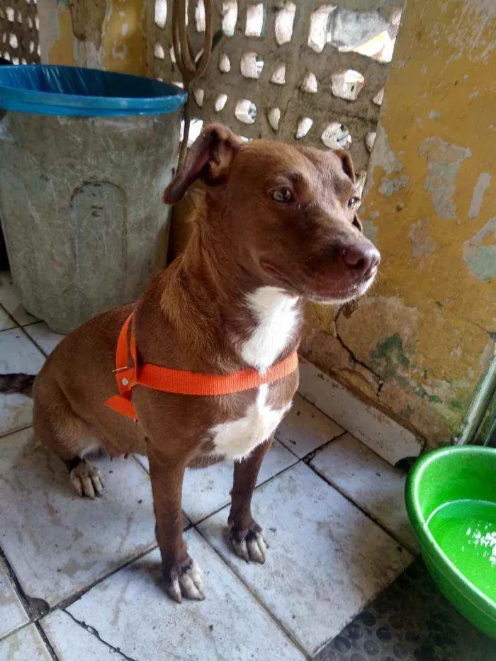 Cachorro ra a Indefinida idade 2 anos nome Vários