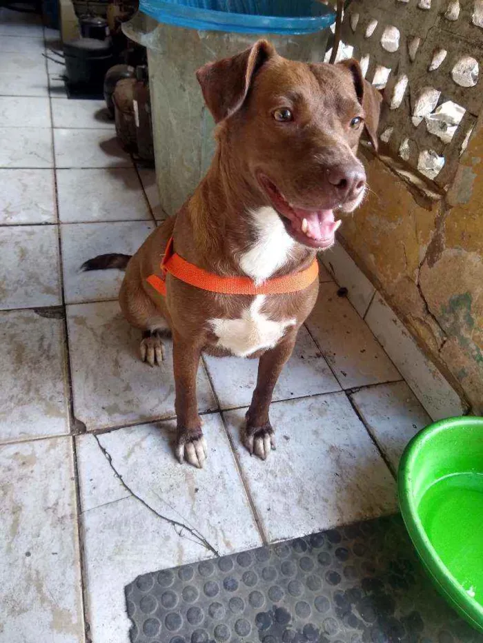 Cachorro ra a Indefinida idade 2 anos nome Vários