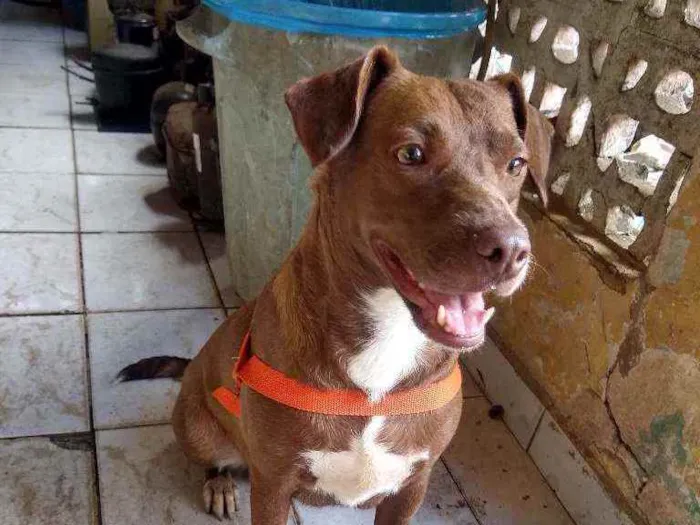 Cachorro ra a Indefinida idade 2 anos nome Vários