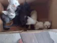 Gatos