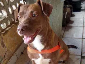 Cachorro raça Indefinida idade 2 anos nome Vários