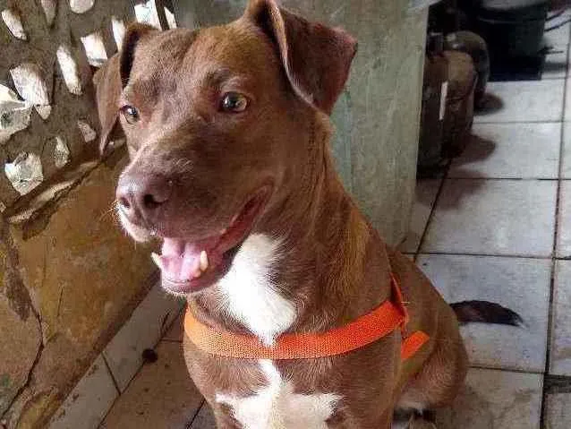 Cachorro ra a Indefinida idade 2 anos nome Vários