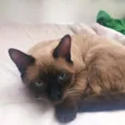 Spot