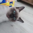 Spot