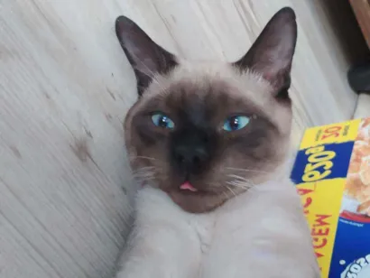 Gato raça Siamês idade 2 a 6 meses nome Spot
