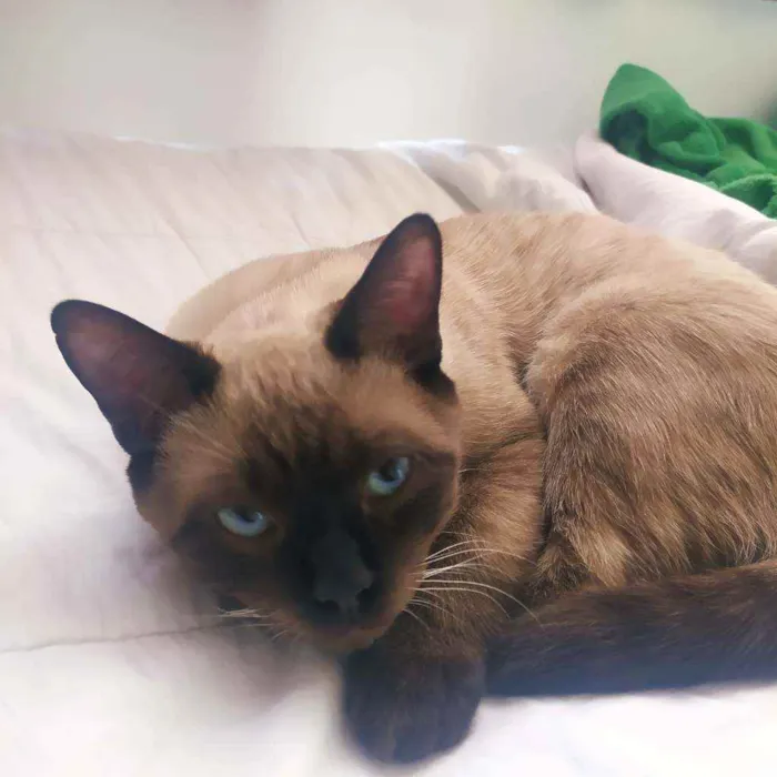 Gato raça Siamês idade 2 a 6 meses nome Spot