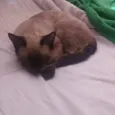 Spot