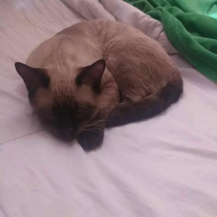 Gato raça Siamês idade 2 a 6 meses nome Spot