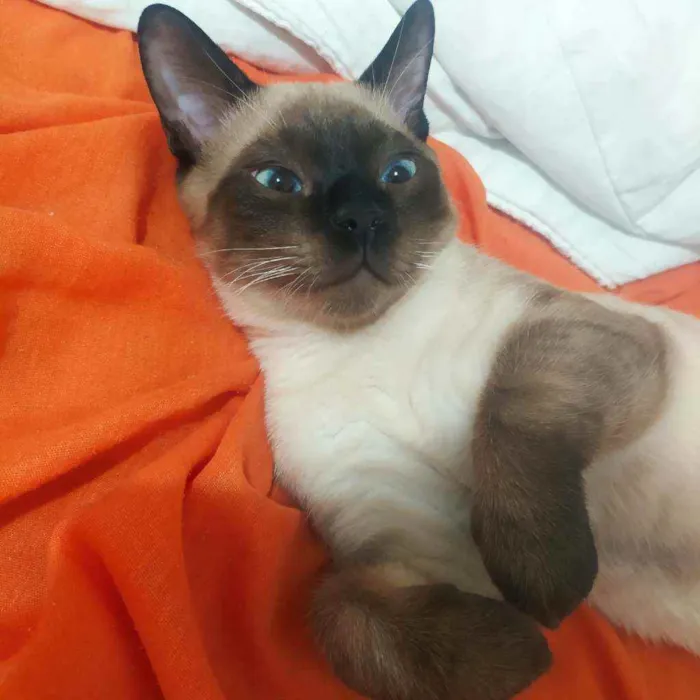 Gato raça Siamês idade 2 a 6 meses nome Spot