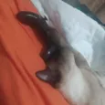 Spot