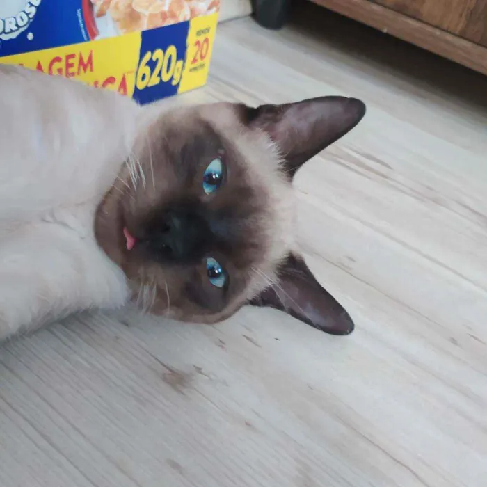 Gato raça Siamês idade 2 a 6 meses nome Spot