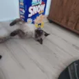 Spot