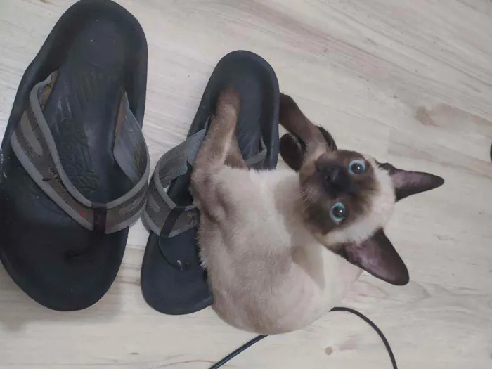 Gato raça Siamês idade 2 a 6 meses nome Spot