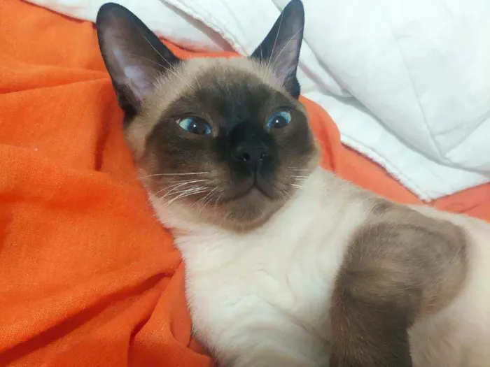 Gato raça Siamês idade 2 a 6 meses nome Spot