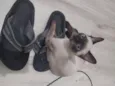 Spot