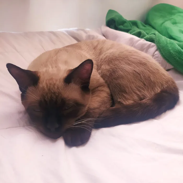 Gato raça Siamês idade 2 a 6 meses nome Spot