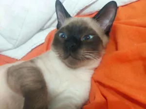 Gato raça Siamês idade 2 a 6 meses nome Spot