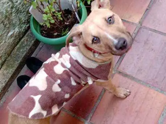 Cachorro raça Srd idade 7 a 11 meses nome Mel