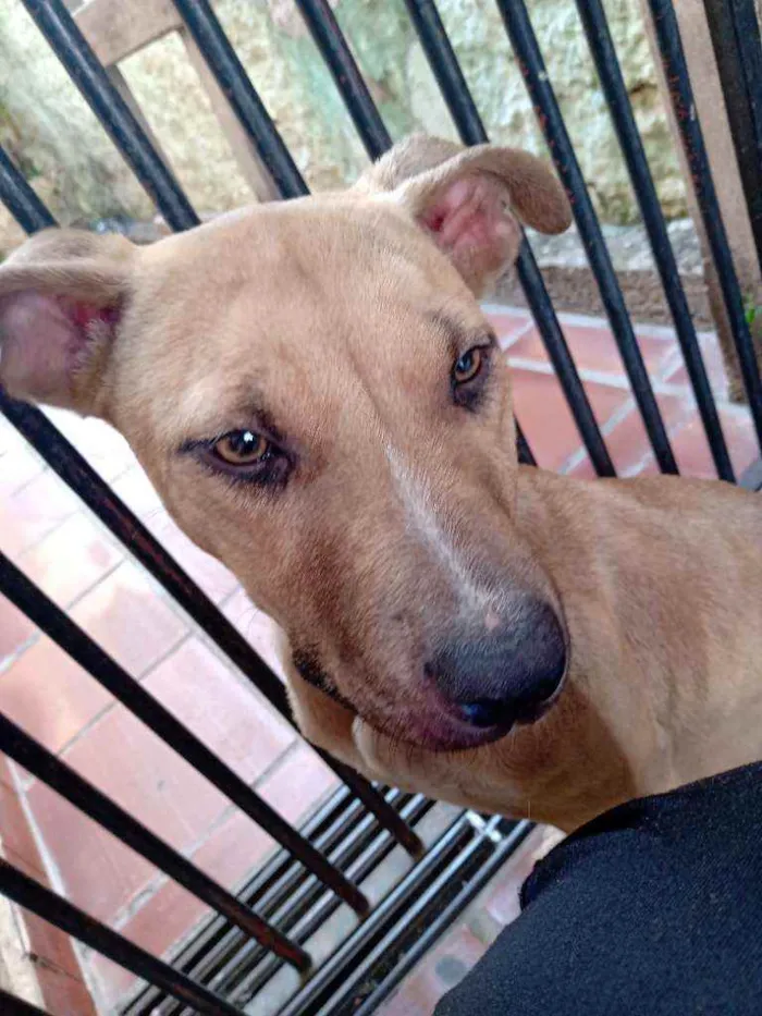 Cachorro raça Srd idade 7 a 11 meses nome Mel