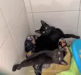 irmãos