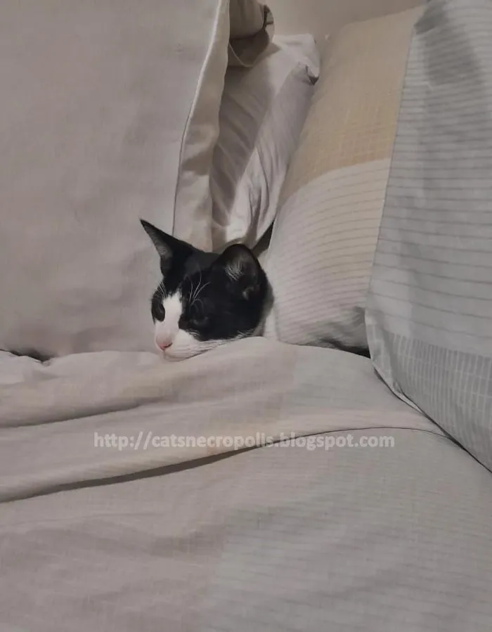 Gato ra a srd idade 2 a 6 meses nome frajola
