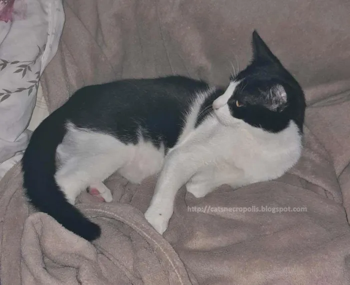 Gato ra a srd idade 2 a 6 meses nome frajola