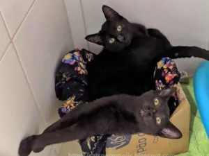 Gato raça srd idade 2 a 6 meses nome irmãos