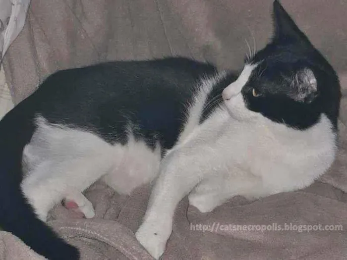 Gato ra a srd idade 2 a 6 meses nome frajola