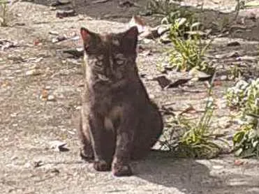Gato ra a Srd idade 2 a 6 meses nome Taya