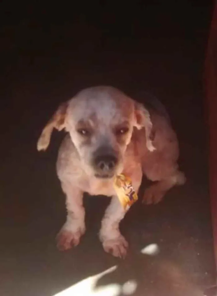 Cachorro raça Lhasa apso  idade 1 ano nome Chiclete