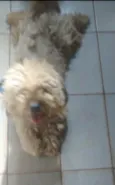 Cachorro raça Lhasa apso  idade 1 ano nome Chiclete