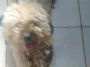 Cachorro raça Lhasa apso  idade 1 ano nome Chiclete