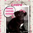 Leora