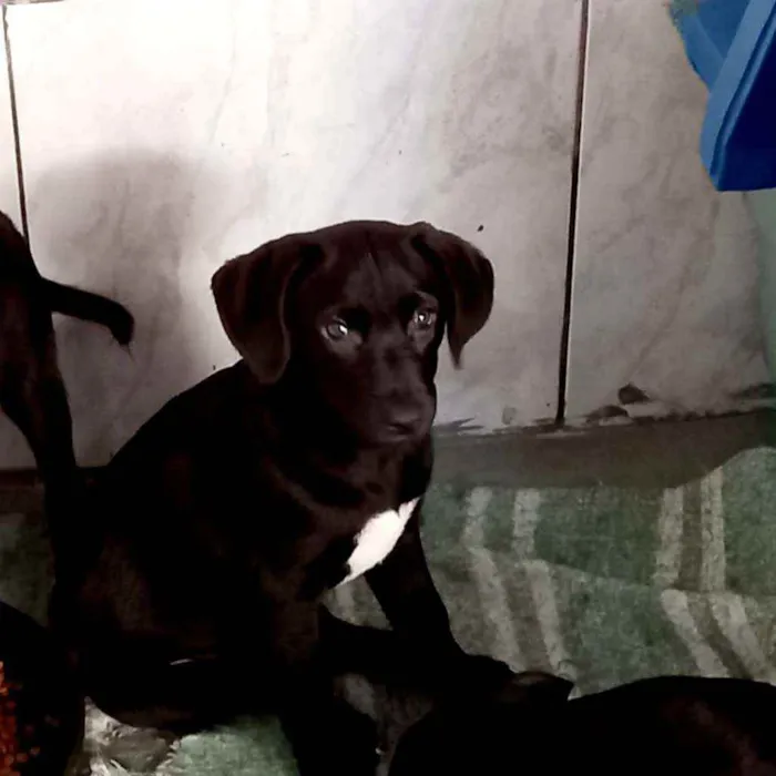 Cachorro raça Srd idade 2 a 6 meses nome Leora